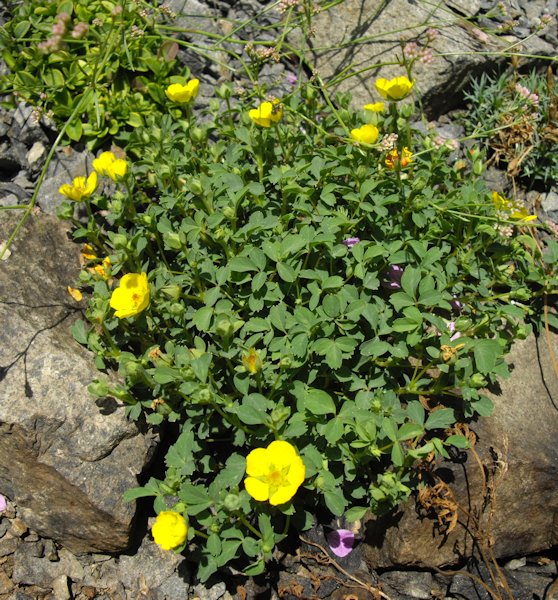 Potentilla cuneata en fleurs sur des pentes pierreuses ensoleillées de l'Himalaya